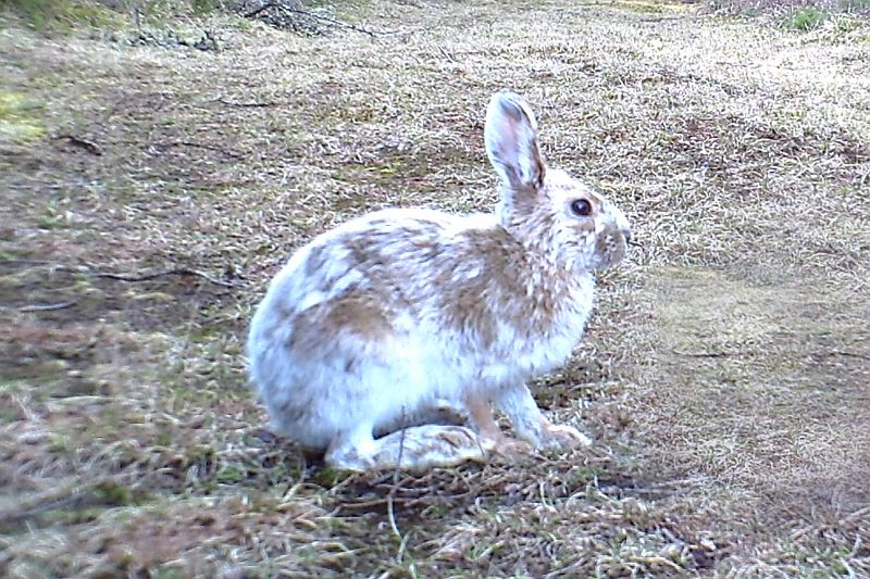 SnowshoeHare_042811_1812hrs.jpg - Snowshoe Hare (Lepus americanus)